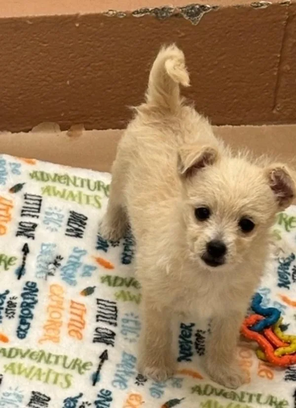 A baby small-sized female Terrier dog named Pogo for adoption in Kennewick, WA
