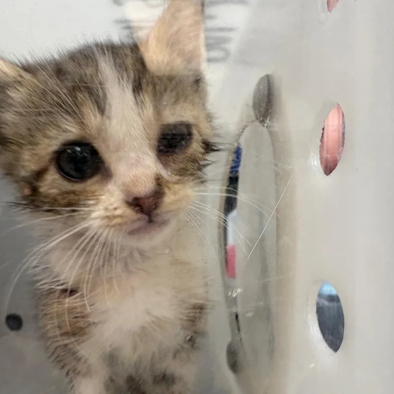 A baby small-sized female Gray / Blue / Silver Domestic Short Hair cat named Straycaronettedrive for adoption in Columbus, GA