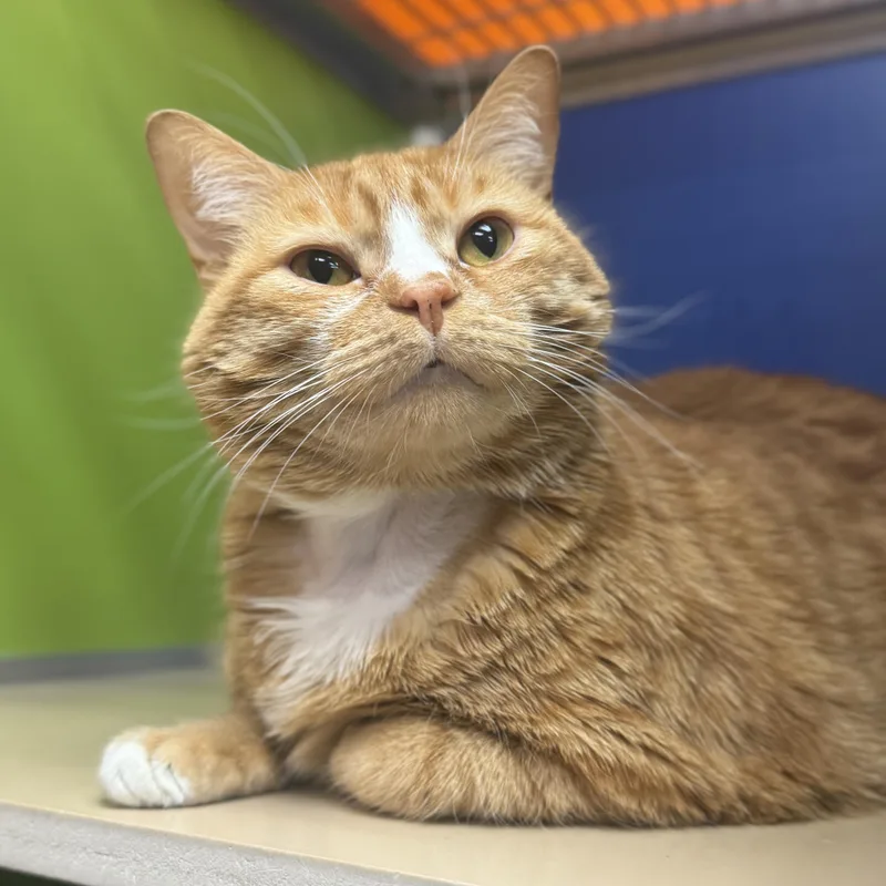 An adult large-sized male Domestic Short Hair cat named Frankie for adoption in Philadelphia, PA