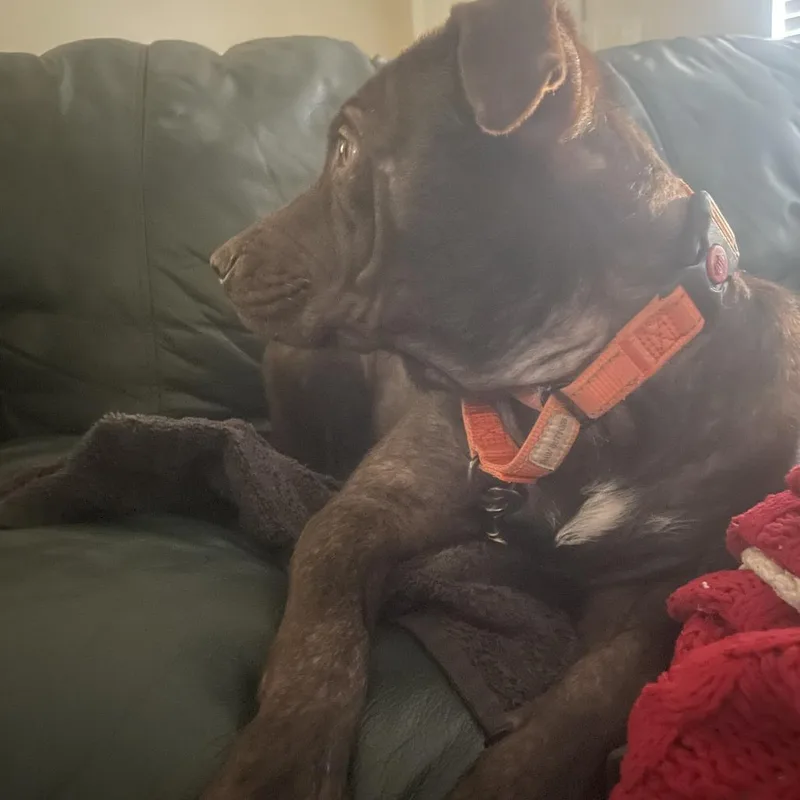 A young medium-sized female Brown / Chocolate Mixed Breed dog named Zoey for adoption in West Palm Beach, FL