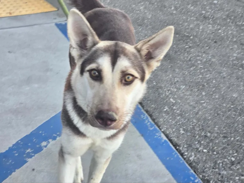 A young large-sized female Siberian Husky dog named Josie for adoption in Cottonwood Heights, UT