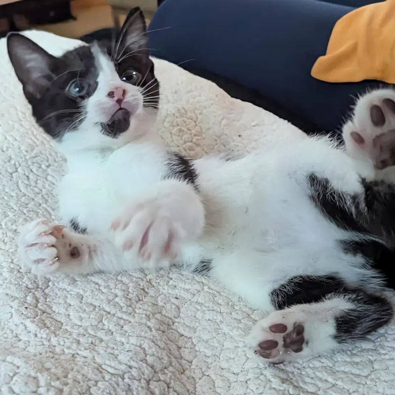 A baby small-sized male Black Domestic Short Hair cat named Lenny for adoption in Houston, TX