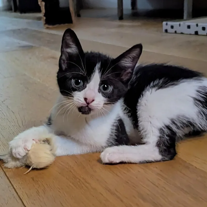 Lenny thumbnail 4