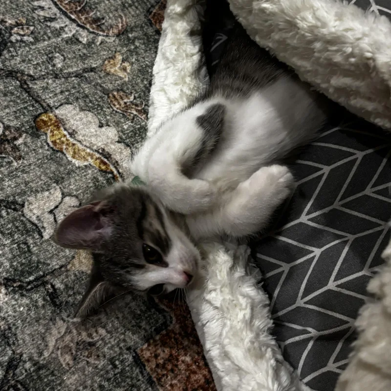 A baby medium-sized female Tabby (Gray / Blue / Silver) Domestic Short Hair cat named Leslie for adoption in Lemoyne, PA