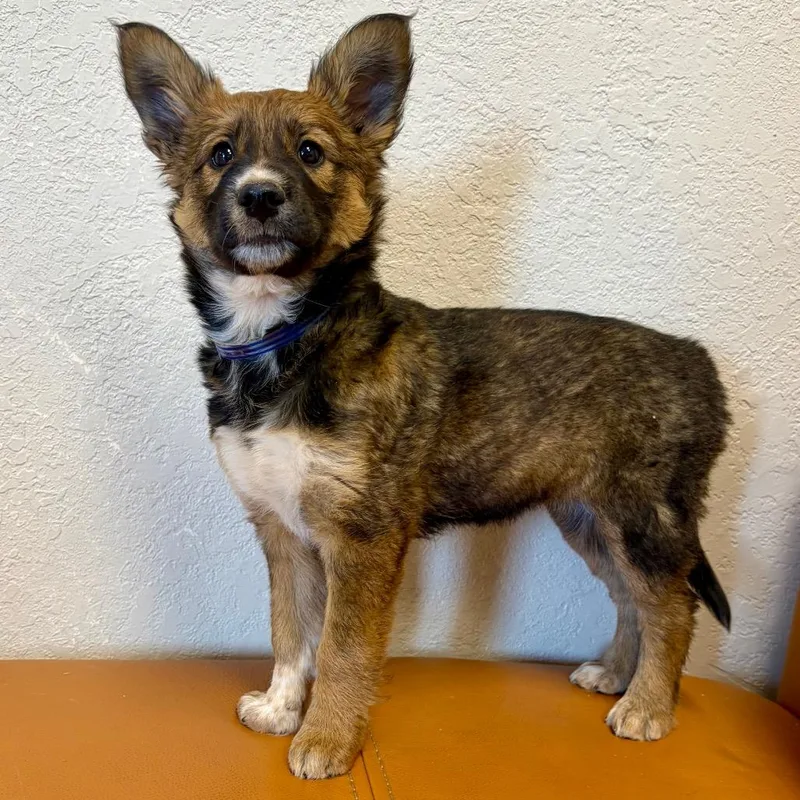 A baby small-sized female Shepherd dog named Mavis for adoption in Parker, CO