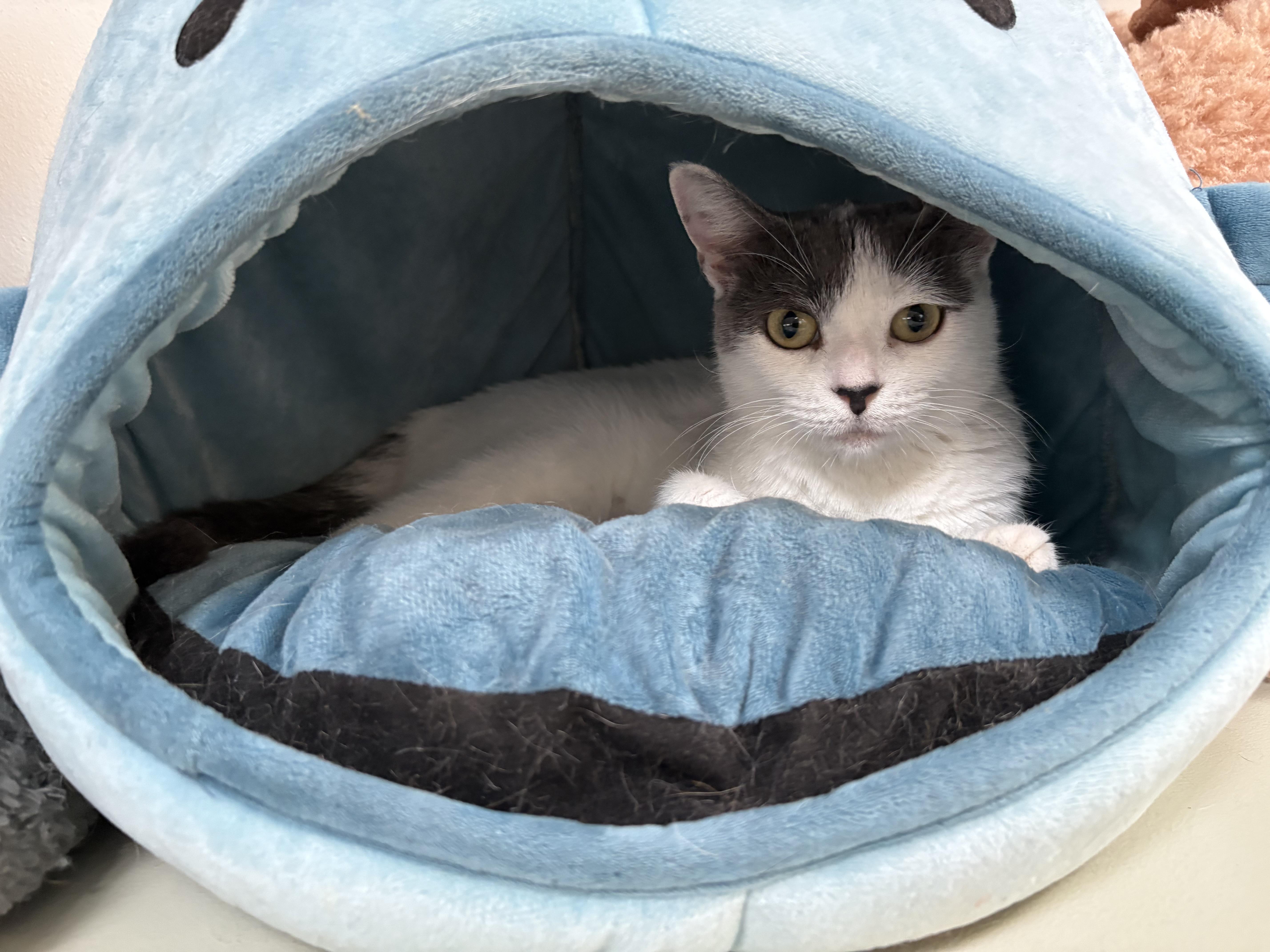 A young medium-sized female Gray & White Domestic Short Hair cat named Pebbles for adoption in Hamilton, NJ
