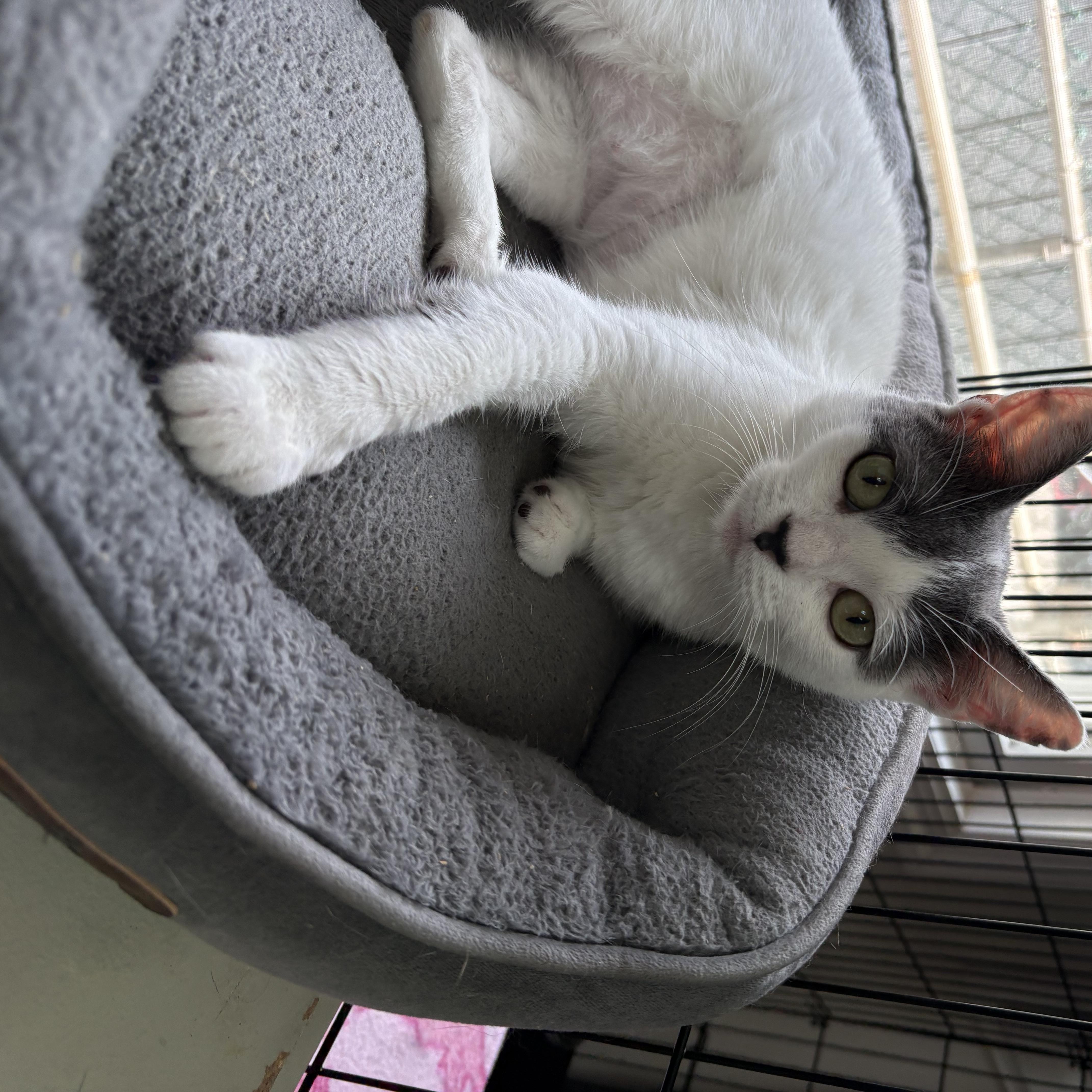 Pebbles thumbnail 3
