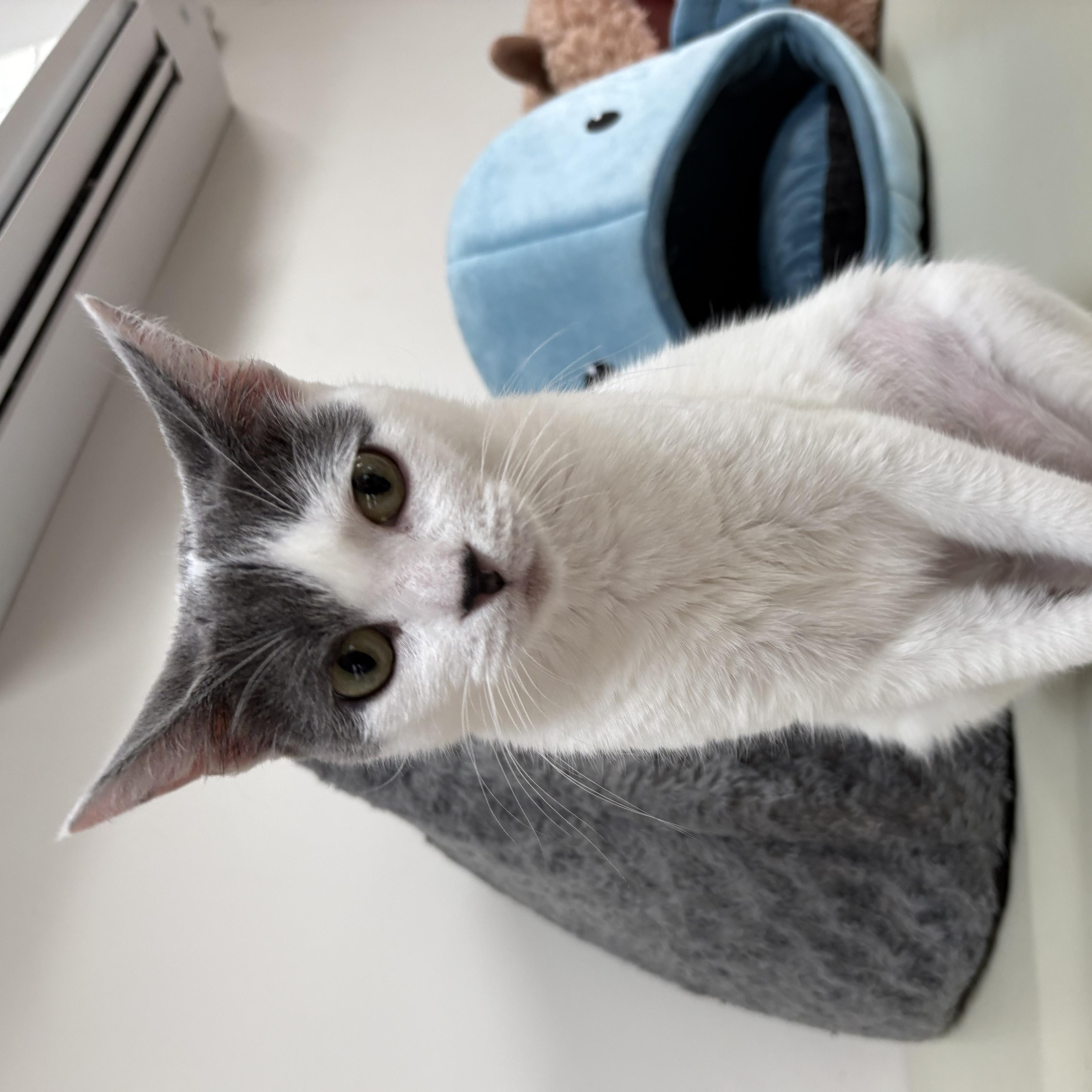 Pebbles thumbnail 4