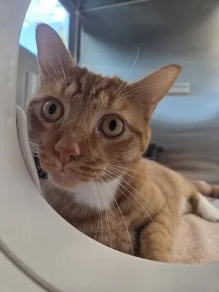 An adult medium-sized male Domestic Medium Hair cat named Kenji for adoption in Westland, MI