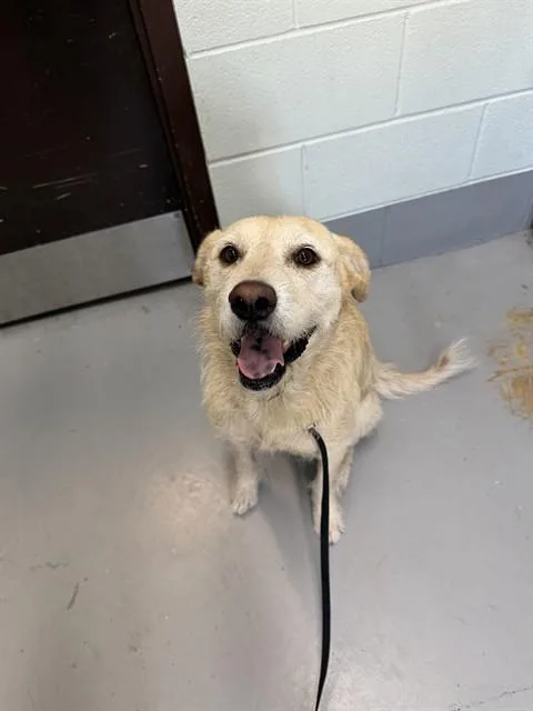 Guera