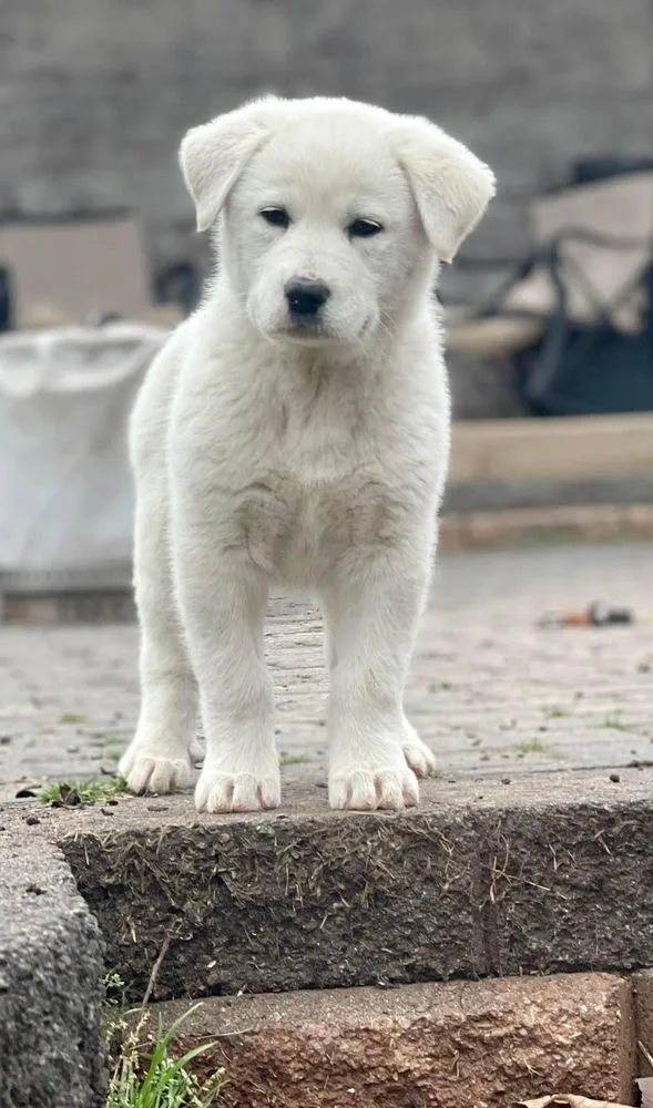 A baby large-sized female White / Cream Great Pyrenees dog named Lottie for adoption in Shawnee, OK