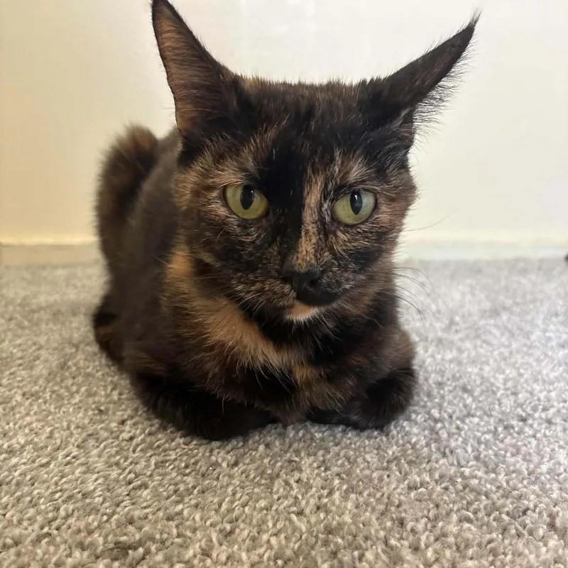 Mochi