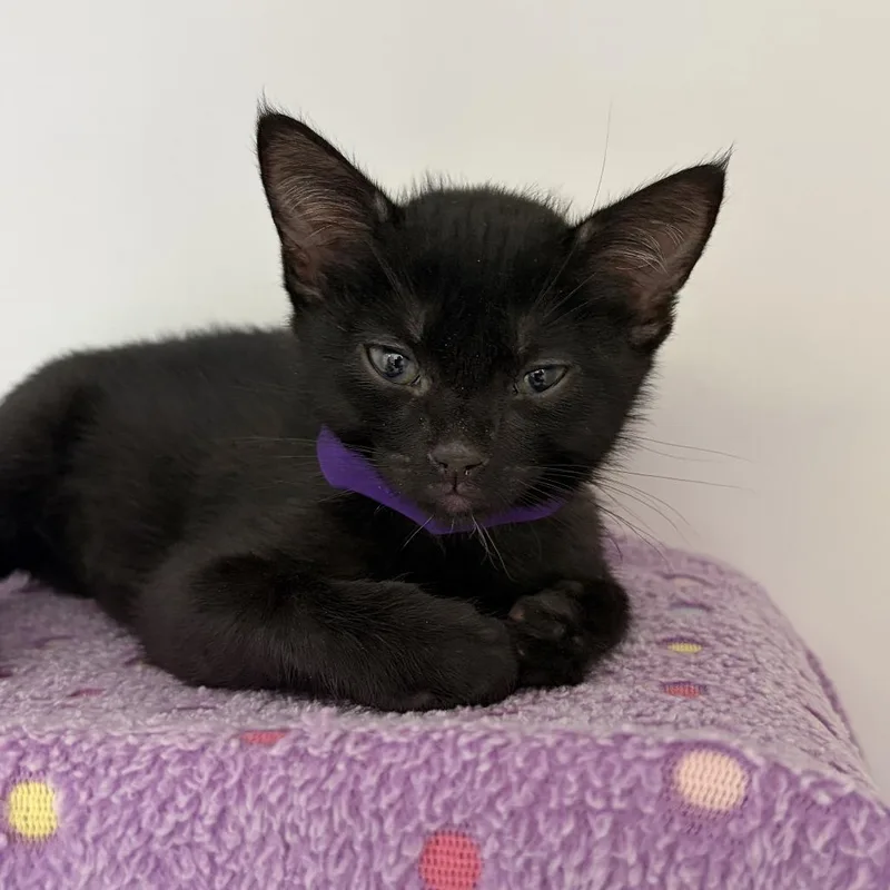 A baby small-sized male Black Domestic Short Hair cat named Ondansetron for adoption in Ojai, CA