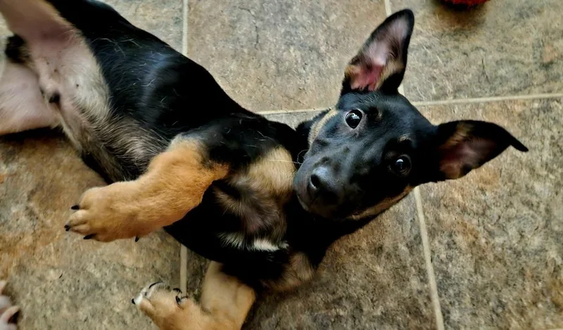 A young medium-sized male Brown / Chocolate Shepherd dog named Dinky for adoption in Peoria, IL
