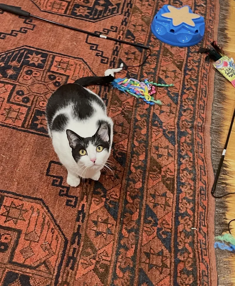 An adult medium-sized female Black & White / Tuxedo Domestic Short Hair cat named Azura for adoption in Nutley, NJ