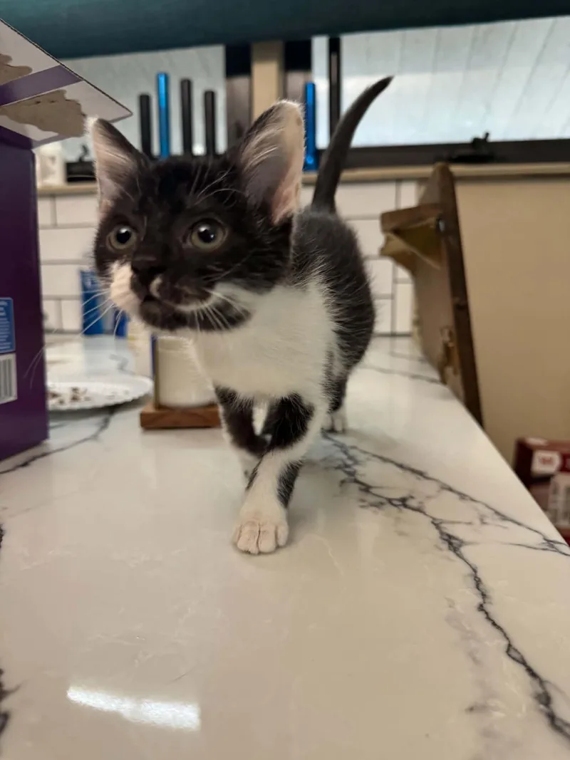 A baby medium-sized female Black & White / Tuxedo Domestic Short Hair cat named Cordelia for adoption in Arnold, MO