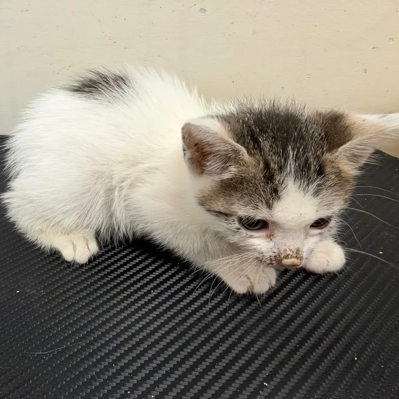 A baby small-sized male White Domestic Short Hair cat named Louie for adoption in Upland, CA