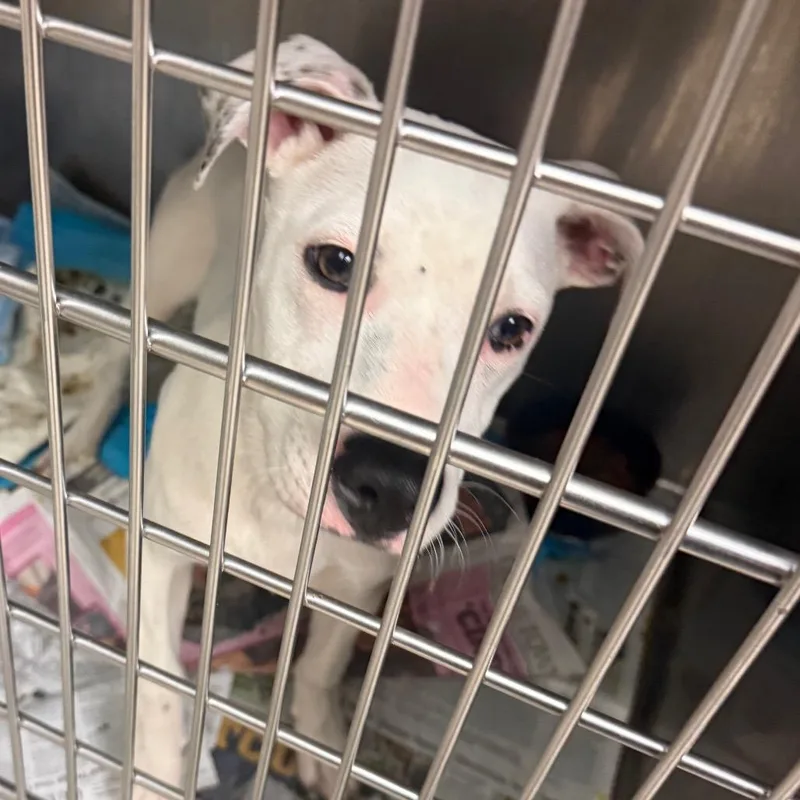 A baby small-sized male White / Cream Mixed Breed dog named Gandalf The White for adoption in Charleston, WV