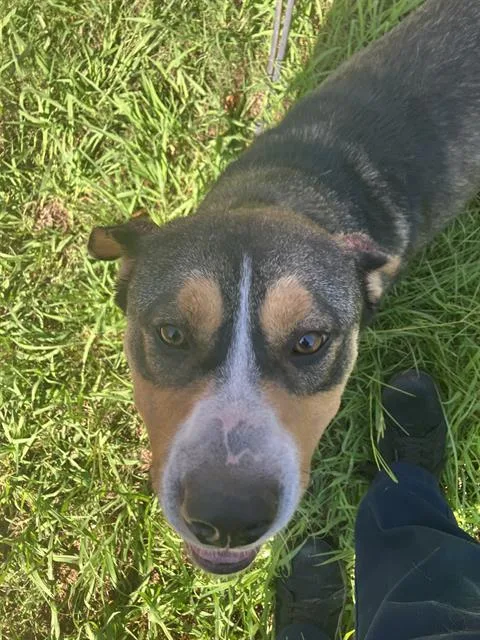 An adult large-sized female Mixed Breed dog named Lulu for adoption in Dallas, TX