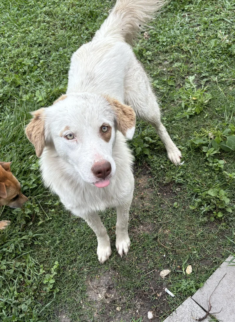 An adult medium-sized female Border Collie dog named Maisy for adoption in Edna, TX