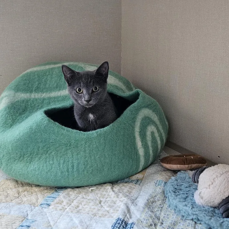 A young small-sized female Domestic Short Hair cat named Mouse for adoption in Conway, NH