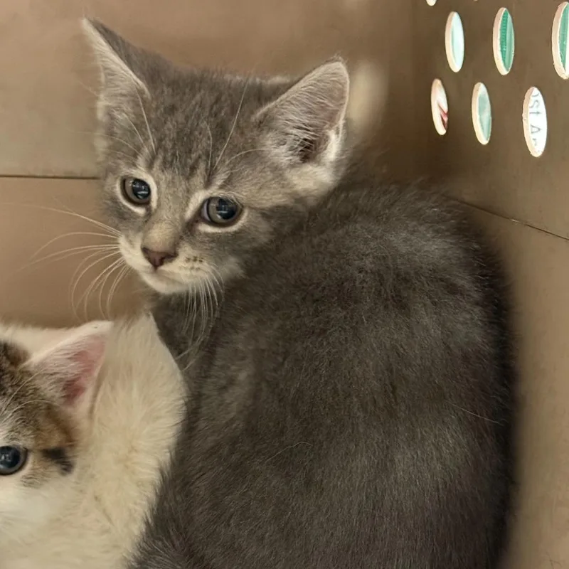 A baby small-sized male Domestic Short Hair cat named Danny for adoption in Ewing, NJ