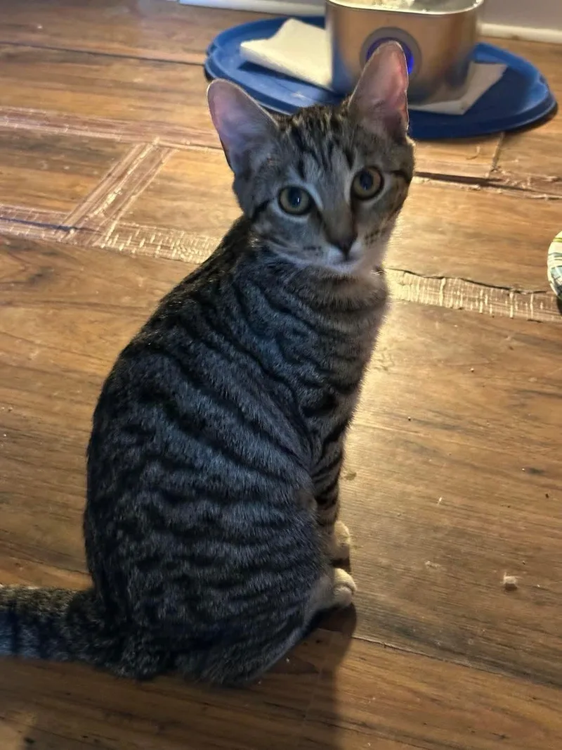 A young medium-sized female Tabby (Brown / Chocolate) Domestic Short Hair cat named Zoey for adoption in Belchertown, MA