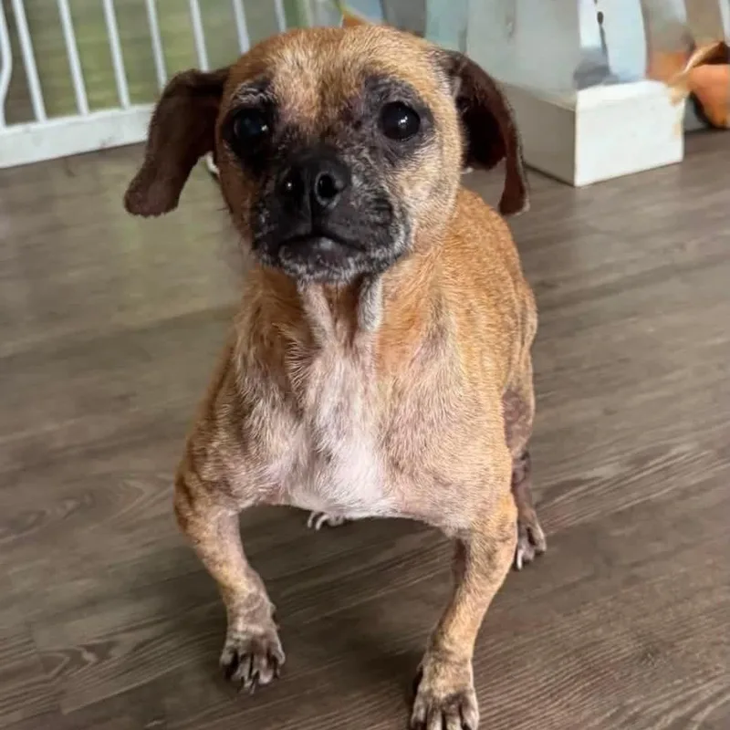 An adult small-sized female Chihuahua dog named Kallie for adoption in Farmersville, OH