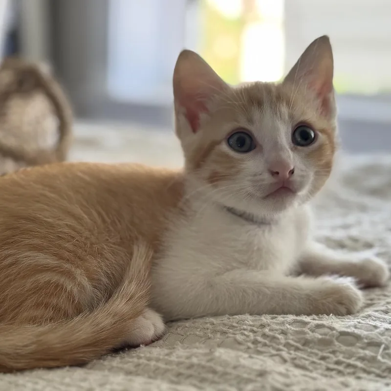 Mango Tango