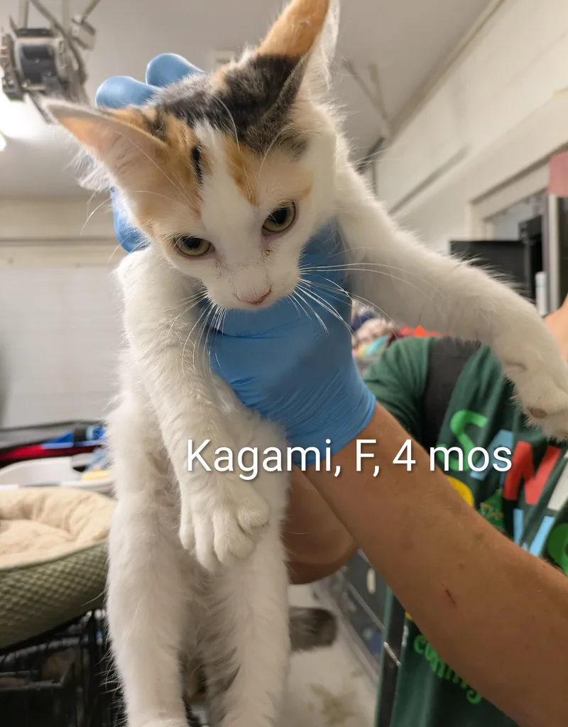 A young small-sized female Domestic Medium Hair cat named Kagami for adoption in Bedford, VA