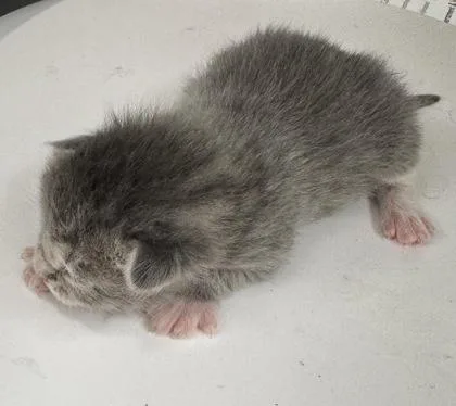 A baby medium-sized unknown Domestic Short Hair cat named Winter for adoption in Gainesville, FL