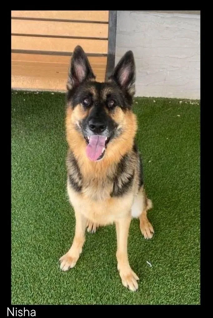 An adult medium-sized female German Shepherd Dog dog named Nisha for adoption in Chino Valley, AZ