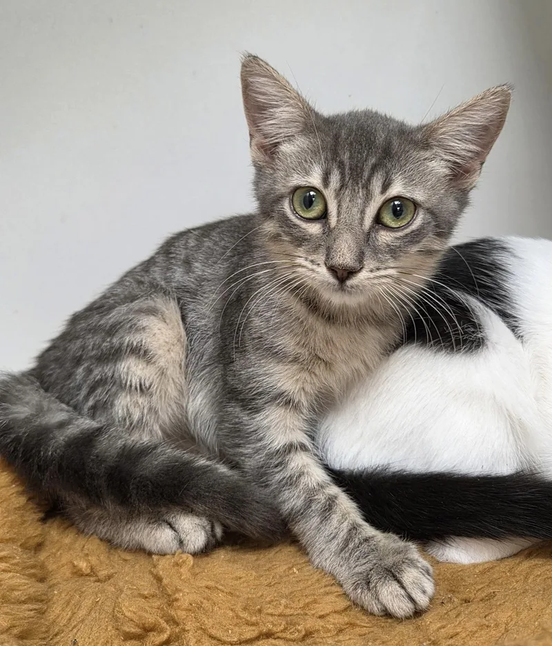 A young medium-sized male Domestic Short Hair cat named Wyrm for adoption in Satellite Beach, FL