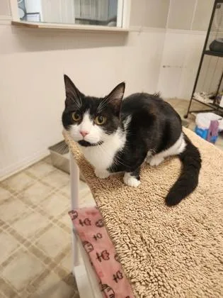 A baby medium-sized female Domestic Short Hair cat named Chynna for adoption in Bloomsburg, PA