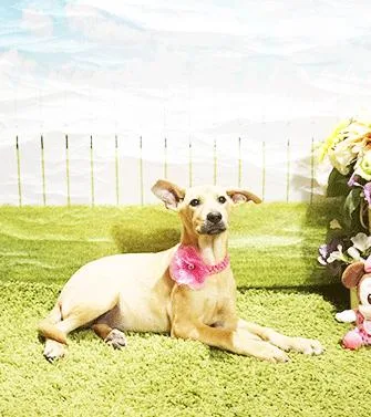 An adult medium-sized female Brown / Chocolate Labrador Retriever dog named Clove for adoption in Castro Valley, CA