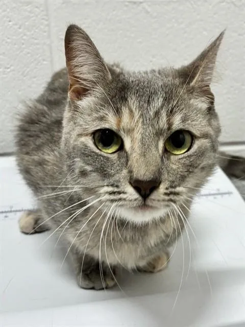 A young small-sized female Domestic Short Hair cat named Honor for adoption in Upper Marlboro, MD