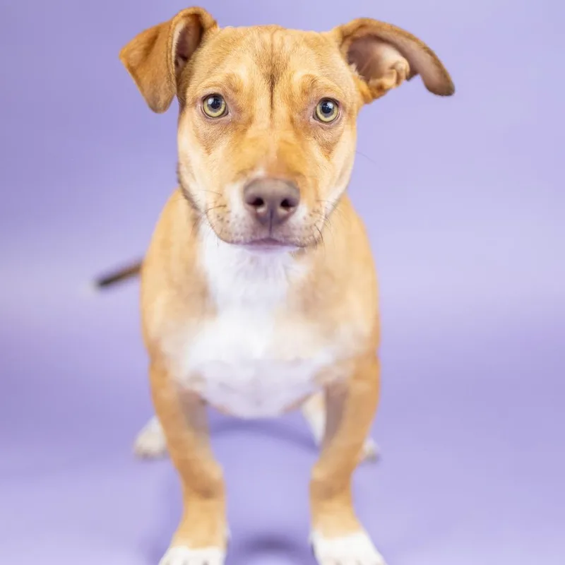 A young medium-sized male Red / Chestnut / Orange Mixed Breed dog named Boomer for adoption in Portland, OR
