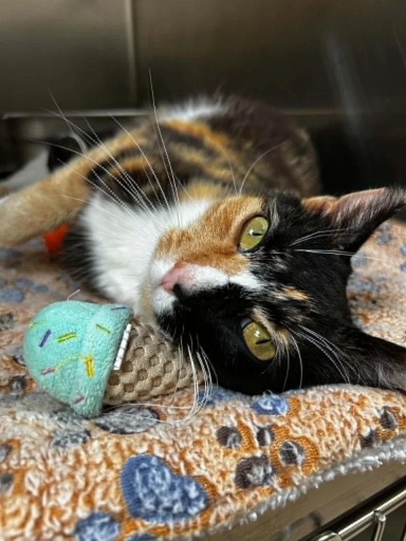 An adult medium-sized female Torbie Domestic Short Hair cat named Wilma for adoption in Chambersburg, PA