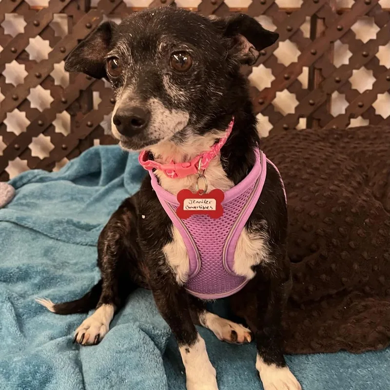 A senior small-sized female Black Chihuahua dog named Jennifer Convertibles for adoption in San Francisco, CA