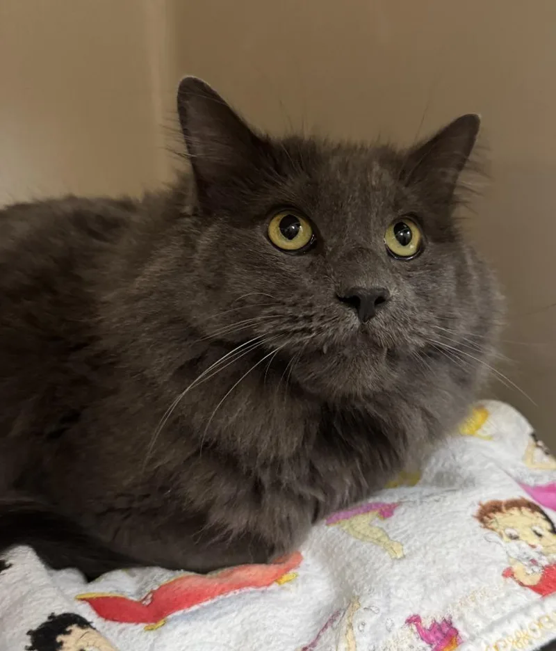 An adult large-sized male Gray / Blue / Silver Domestic Long Hair cat named Pugsley for adoption in Tomah, WI