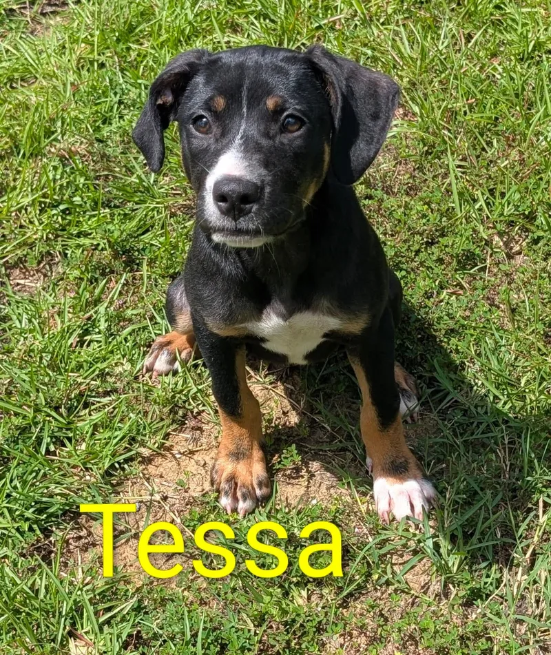 A young medium-sized female Black Mixed Breed dog named Tessa for adoption in Marion, MS