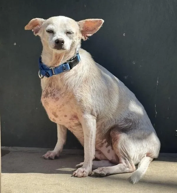 A senior medium-sized female Chihuahua dog named Beluga for adoption in El Cajon, CA