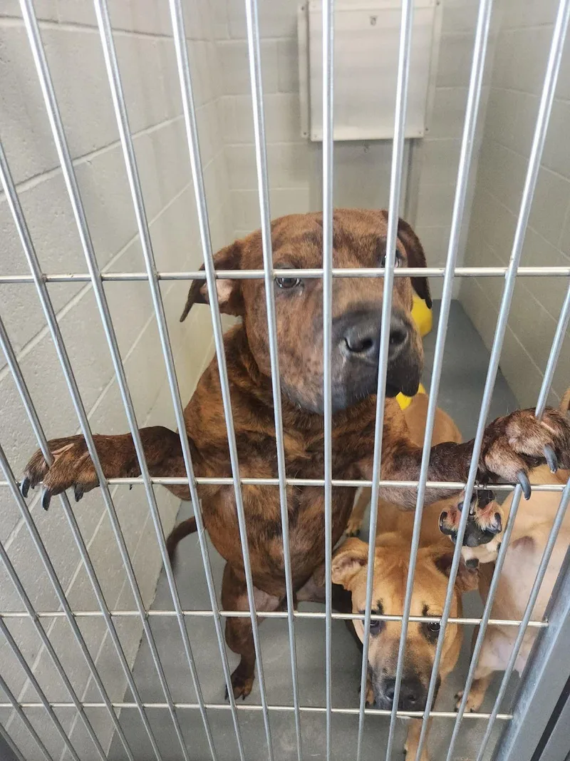 An adult medium-sized male Brindle American Staffordshire Terrier dog named Ottis for adoption in Kingman, AZ
