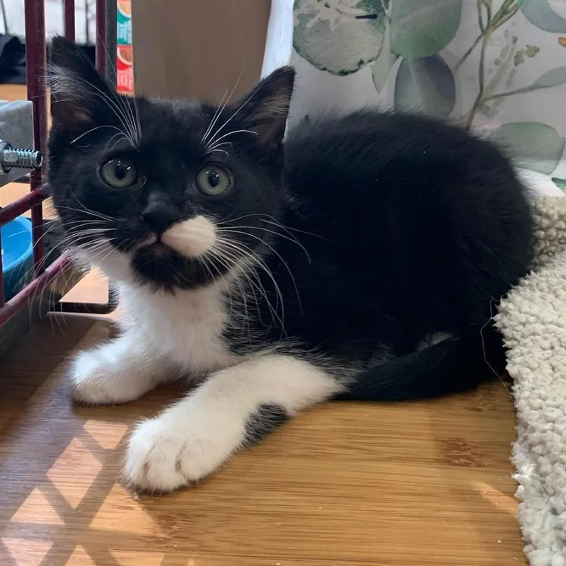 A baby small-sized male Black Domestic Short Hair cat named Oreo for adoption in Danbury, CT
