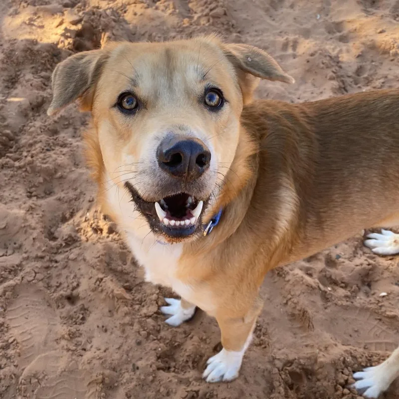 An adult medium-sized male Yellow / Tan / Blond / Fawn Labrador Retriever dog named Newhart for adoption in Branford, CT
