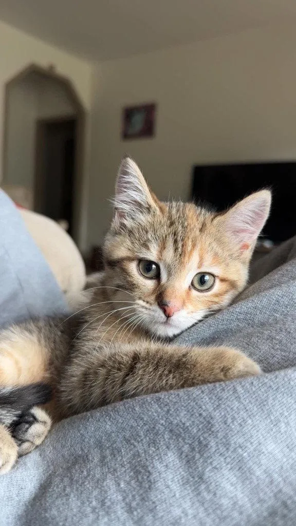 Ginger thumbnail 2