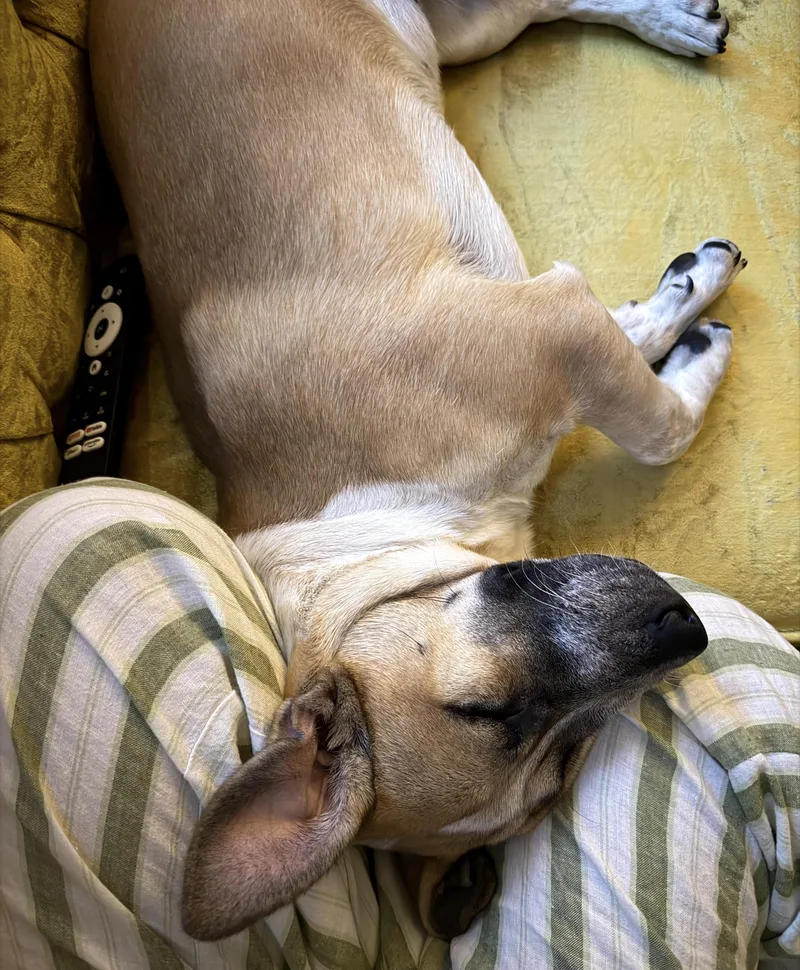 A young medium-sized female Labrador Retriever dog named Pauline for adoption in Brooklyn, NY