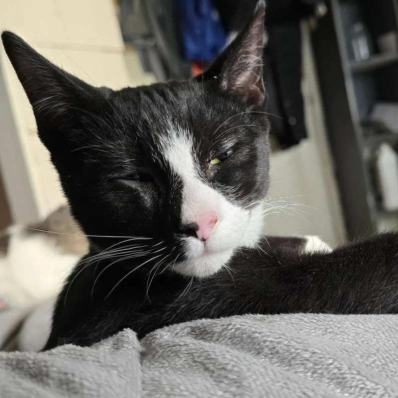 Whiskers thumbnail 2