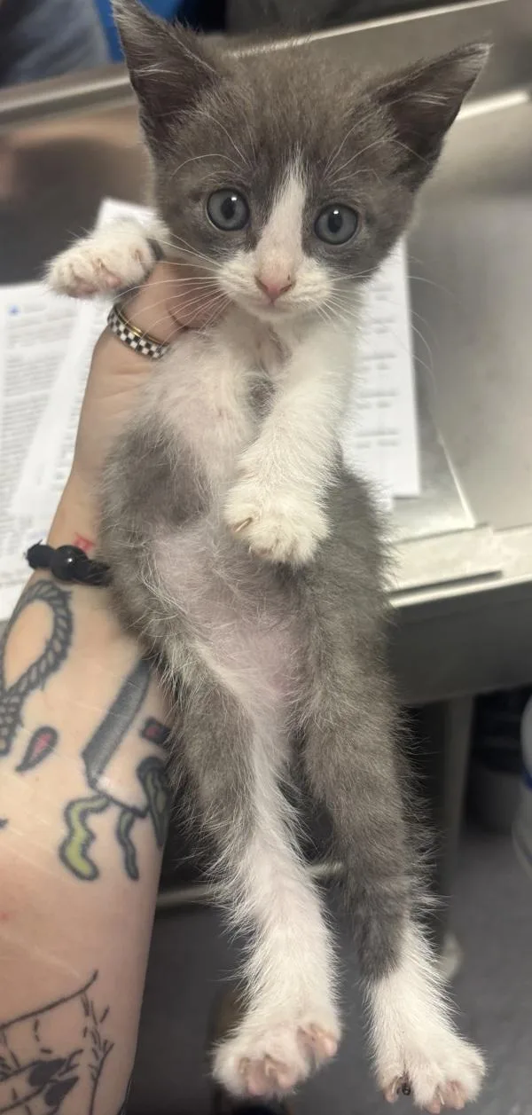 A baby small-sized female Domestic Short Hair cat named Loki for adoption in Stratham, NH