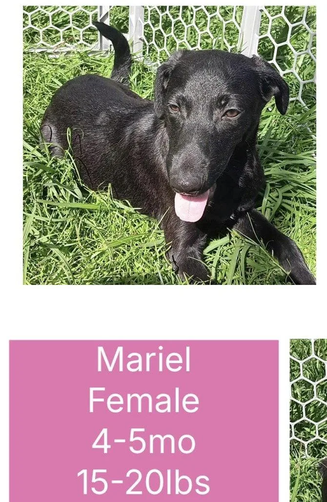 Mariel thumbnail 2